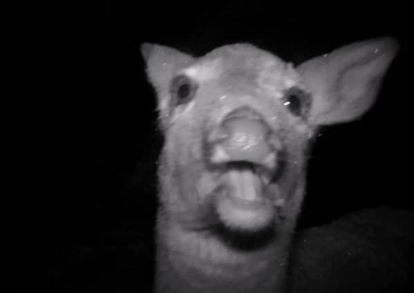 Deer mid-blep on trail camera with tongue sticking out