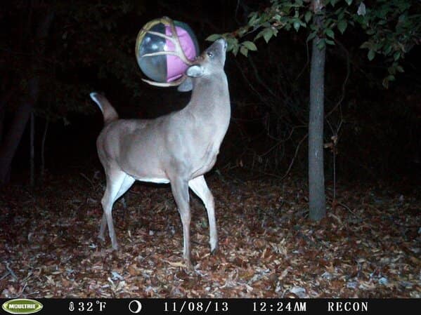 Deer with head stuck in a toy ball on trail cam