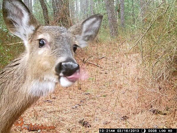 Deer licking its nose while photobombing a trail cam
