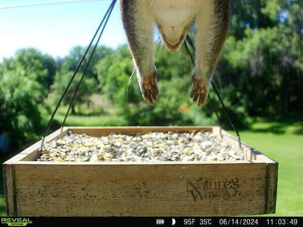 Squirrel feet dangling in front of bird feeder caught on trail cam
