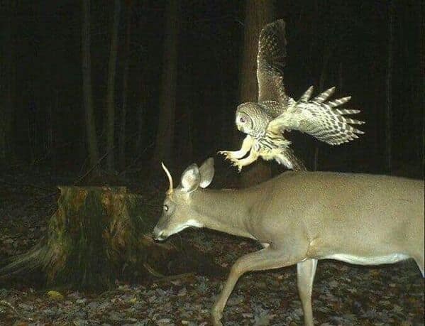 Owl mid-flight landing on deer’s back in night vision