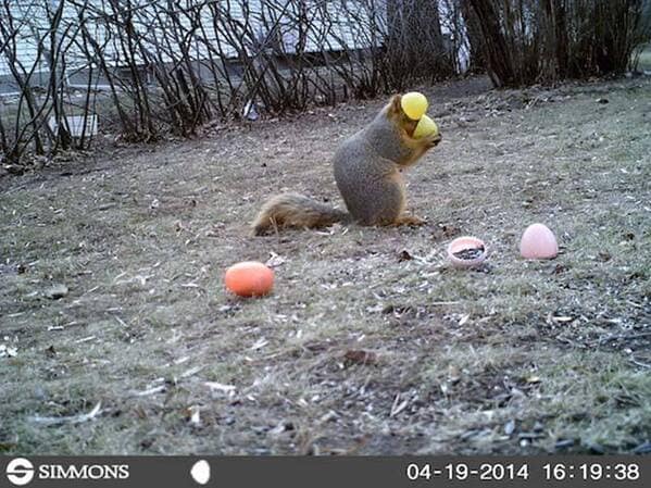 Squirrel holding bright yellow Easter egg on trail cam
