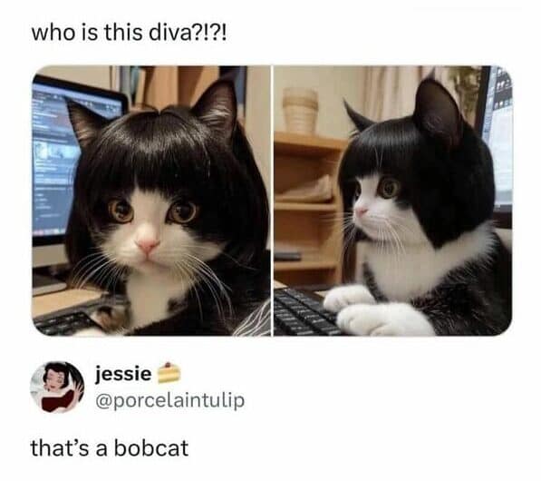 A hilarious animal meme of a cat wearing a black bob wig with a punny "bobcat" comment.