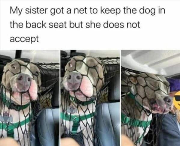 A hilarious animal meme of a determined pitbull pushing its face completely through a car barrier net.