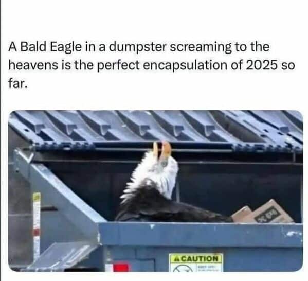 A bald eagle in a dumpster screaming, a hilarious animal meme that perfectly encapsulates the year 2025.