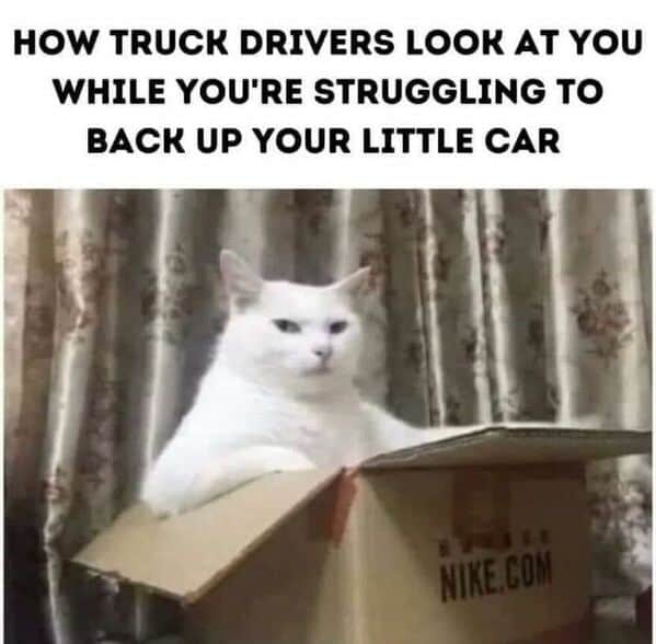 A hilarious animal meme of a smug cat in a box looking like a judgmental truck driver.