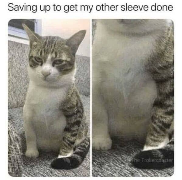 A funny cat meme joking that the cat's unique fur pattern looks like a single tattoo sleeve.
