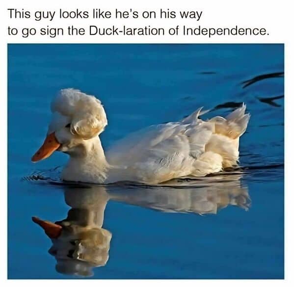 A duck with feathers like a powdered wig signing the "Duck-laration of Independence" meme.