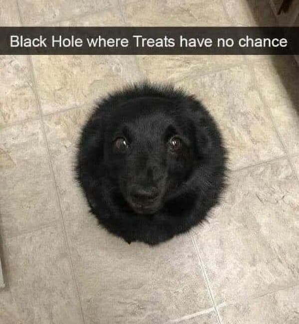 A cute black dog that looks like a black hole, a hilarious animal meme for dog lovers.