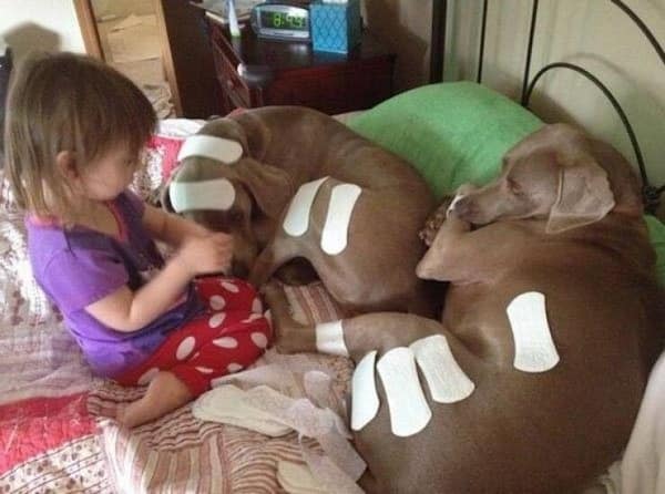 Not quite kids breaking things, but a girl covering patient dogs in dozens of band-aids.