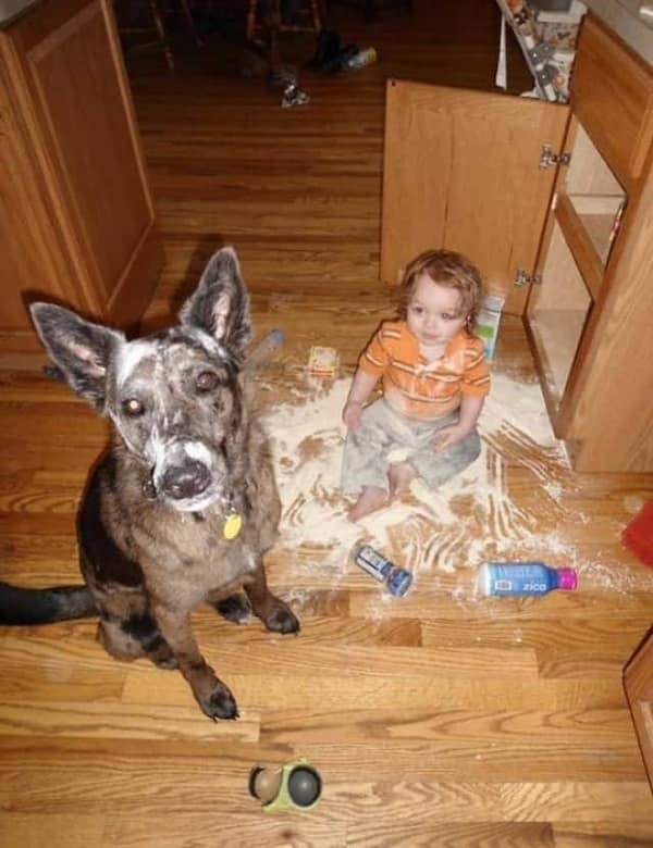 A picture of kids breaking things, featuring a toddler and a dog covered in flour.