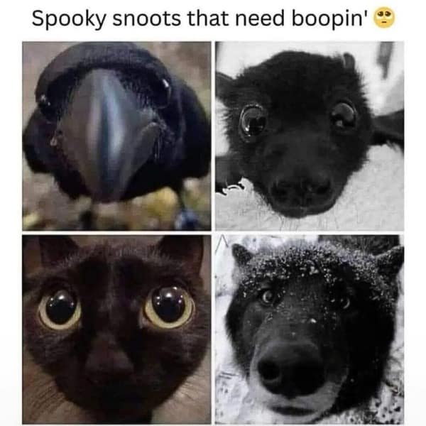 Four close-up animal noses (crow, black puppy, black cat, snowy wolf) under “Spooky snoots that need boopin’.”