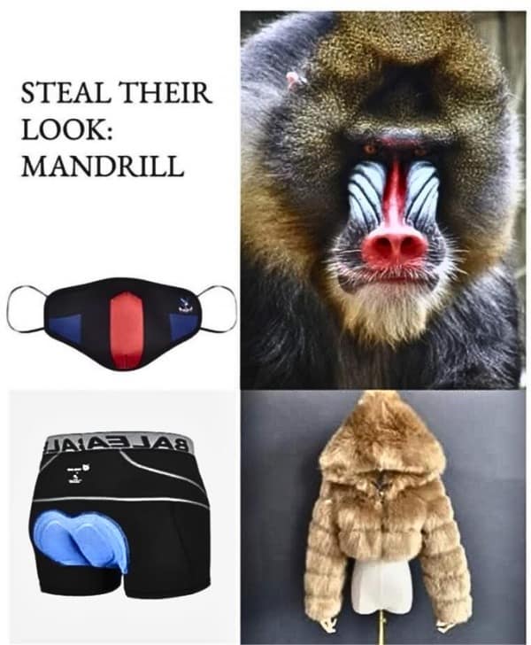 A side-by-side comparison of a mandrill's appearance with fashion items to "steal their look." This funny meme dump entry blends nature with absurd fashion.