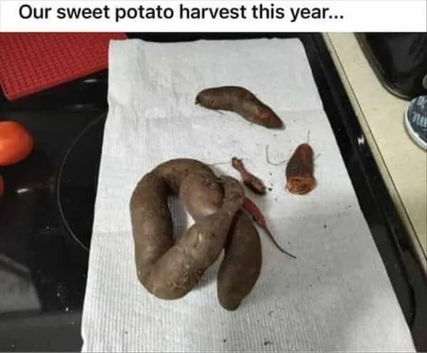 Garden-fail meme dump snap shows misshapen sweet potatoes arranged like poop with a deadpan harvest caption.