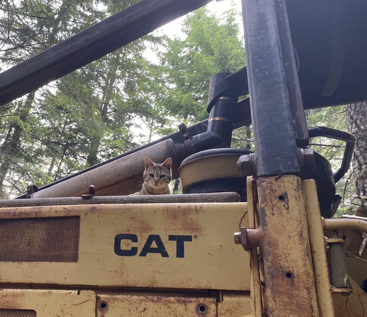A real cat sitting inside a construction vehicle labeled “CAT,” humorously matching the label.
