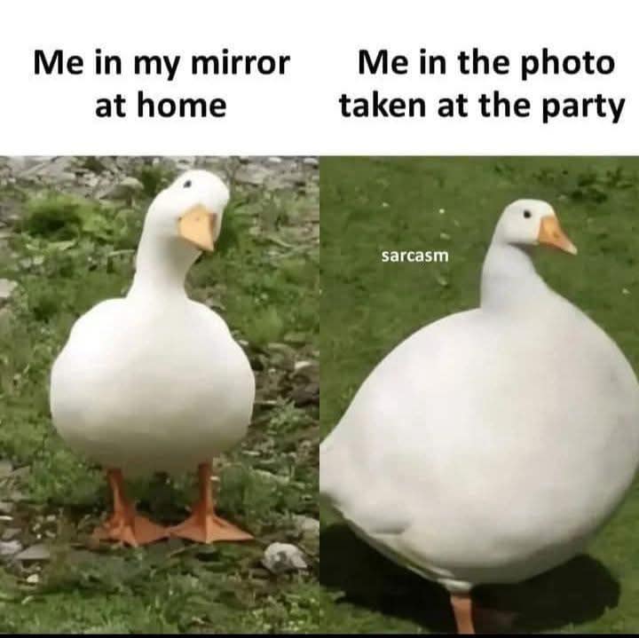 dank memes, viral memes, meme collection, meme gallery, trending memes, internet humor, lunch break, group chat memes, viral jokes, random memes, work memes, meme picks, meme batch, meme therapy, distraction memes, new memes, meme roundup, best memes, dank meme dump, internet memes