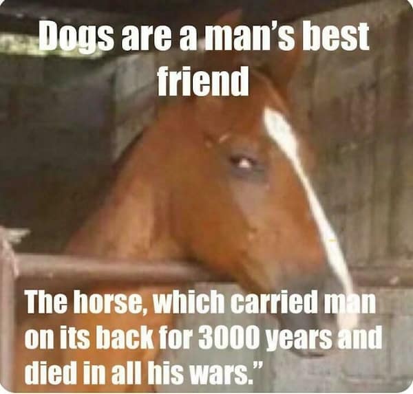A history meme featuring a skeptical horse being called man's best friend after dying in human wars.