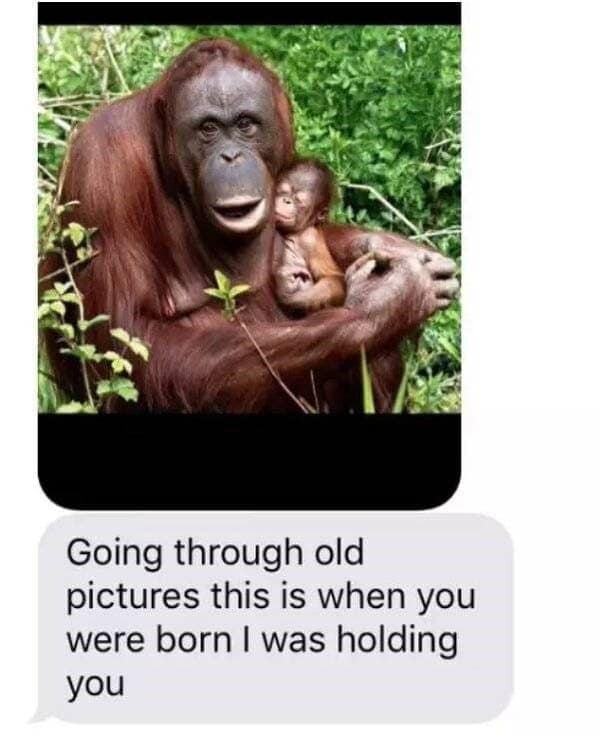 Orangutan mom holding baby with sarcastic caption from human mom