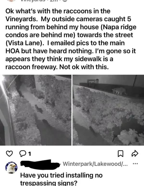 A funny neighbor app post complaining about a "raccoon freeway" with a sarcastic reply.