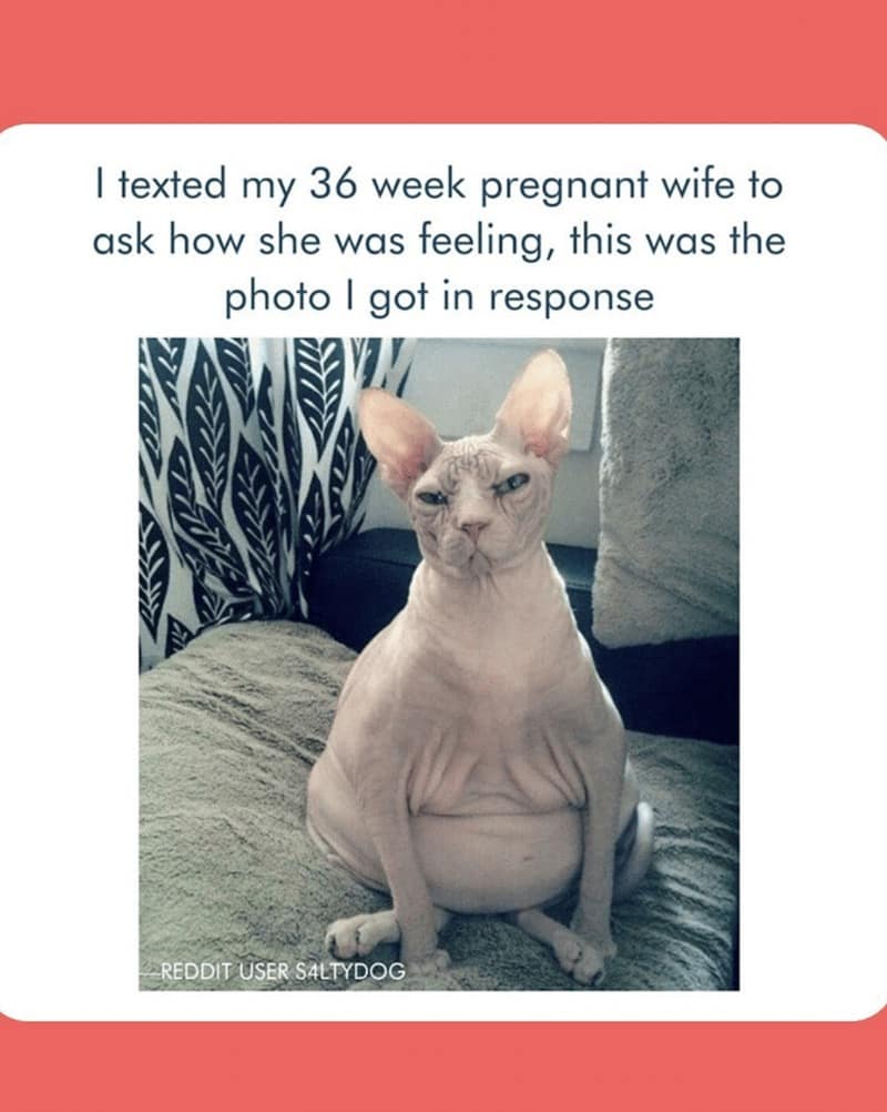 Photo of a grumpy hairless cat sitting upright with a round belly; caption about a 36-week pregnancy check-in.