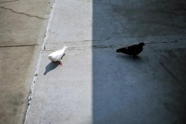 White pigeon in sunlight and black pigeon in shadow divided by a sharp light line.