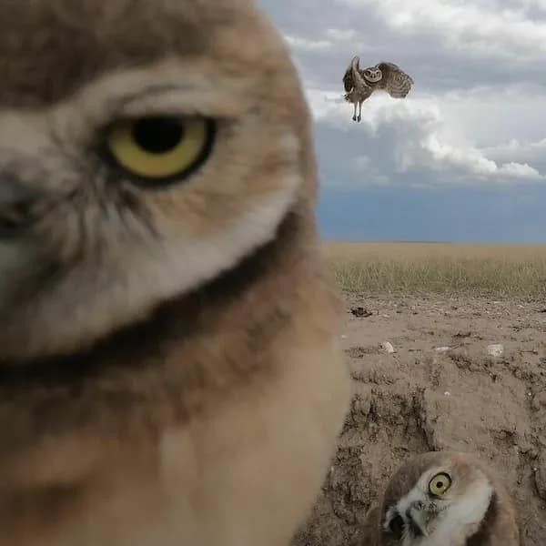 Close-up burrowing owl photobombs camera; another owl flies in background; third peeks from burrow.