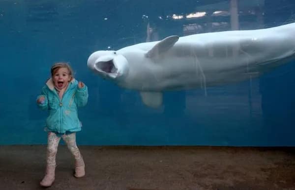 Excited child in coat reacts as a smiling beluga whale swims past aquarium glass