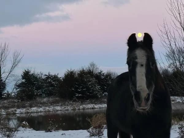 Horse in snowy field with full moon aligned between its ears at twilight.