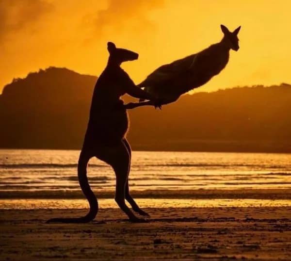 Silhouetted kangaroo appears to lift another kangaroo at sunset on the beach.