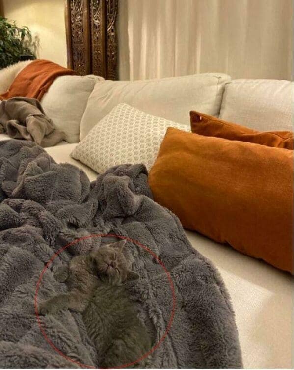 A grey kitten is sleeping soundly on a fluffy gray blanket on a couch.