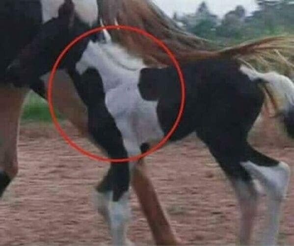 A large red circle points out a horse's coat pattern that looks like another horse.