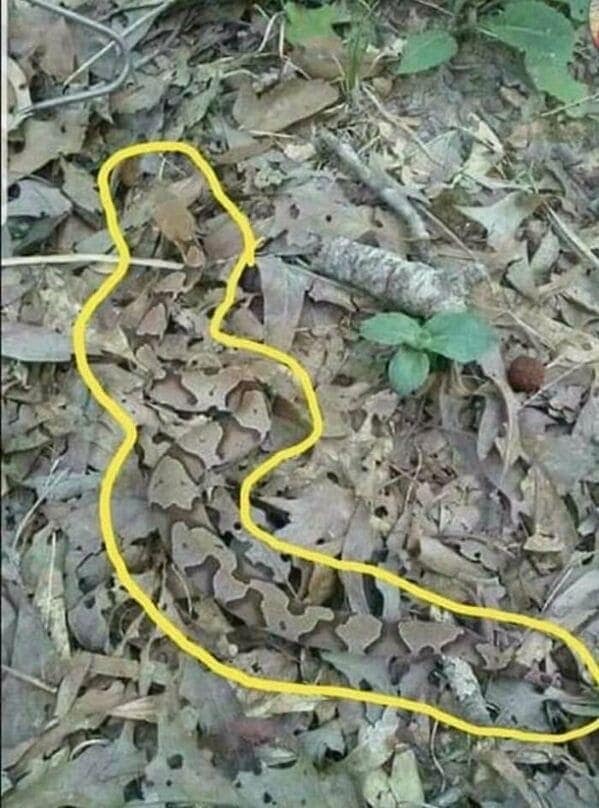 A yellow outline on a forest floor traces a human shape among dead leaves.