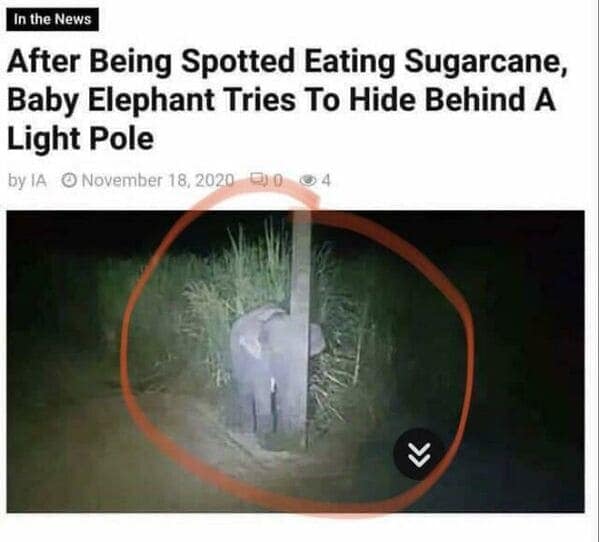 A red circle surrounds a small elephant hiding behind a tiny light pole.