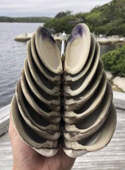 Fan of nested clam shells held open like an accordion