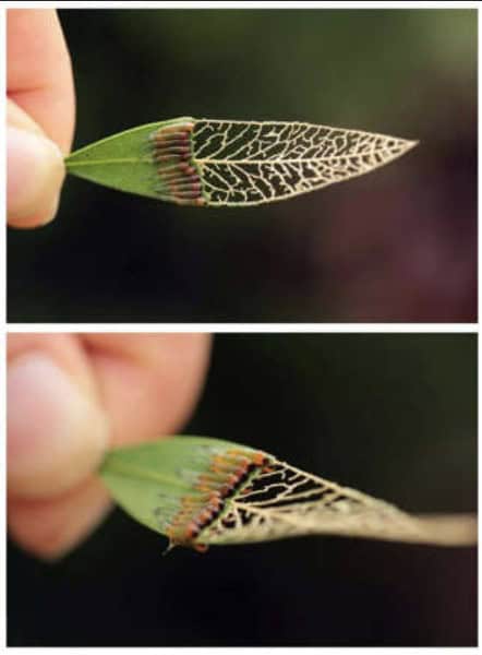 Leaf skeletonized to lace, with a neat row of eggs along the edge.