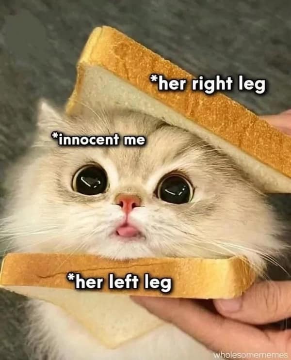 Meme of a fluffy cat between two slices of bread labeled as legs, with the cat as “innocent me”