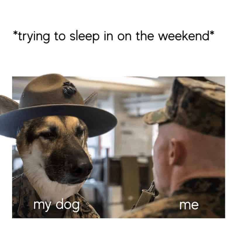 A sleepy meme of a dog photoshopped as a drill sergeant waking its owner up on the weekend.