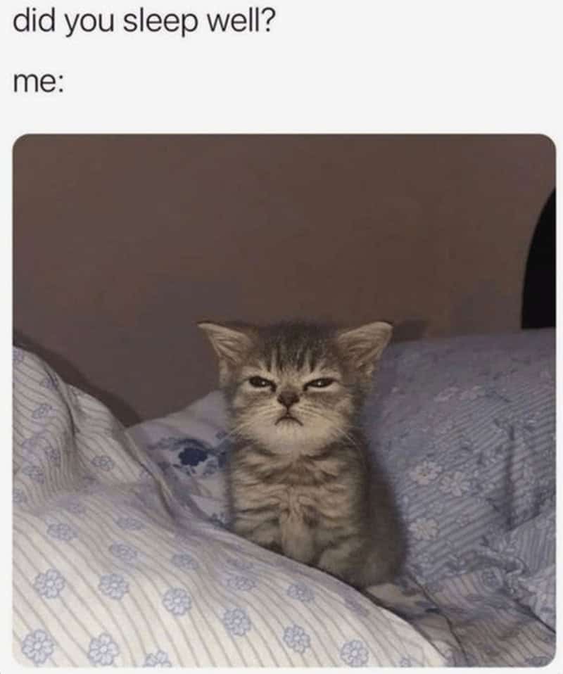 A sleepy meme of a very grumpy and tired-looking kitten as a reaction to "did you sleep well?"