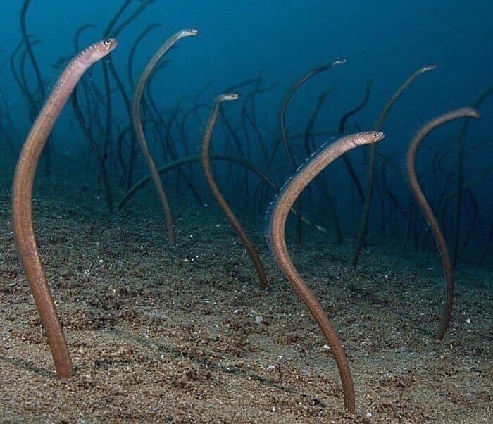A colony of unsettling garden eels rises from the sandy ocean floor like sea snakes.