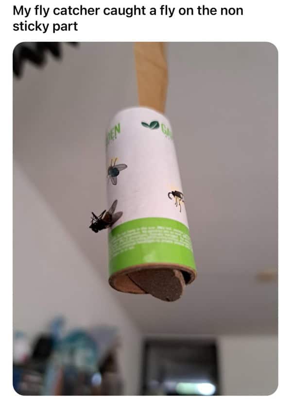 Fly stuck to the non-sticky part of a fly trap