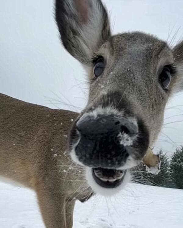 A wholesome meme showing a curious deer nose-booping the camera in a snowy field.