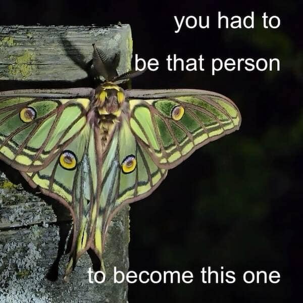 Closeup of a green moth on wood with a caption about growing into your best self.