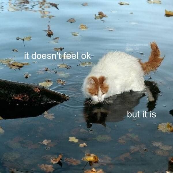 White cat carefully wading in a leafy pond with text: it doesn’t feel OK, but it is.