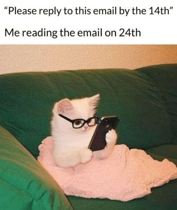 A funny work email meme of a cat reading an important email ten days after the deadline had passed.