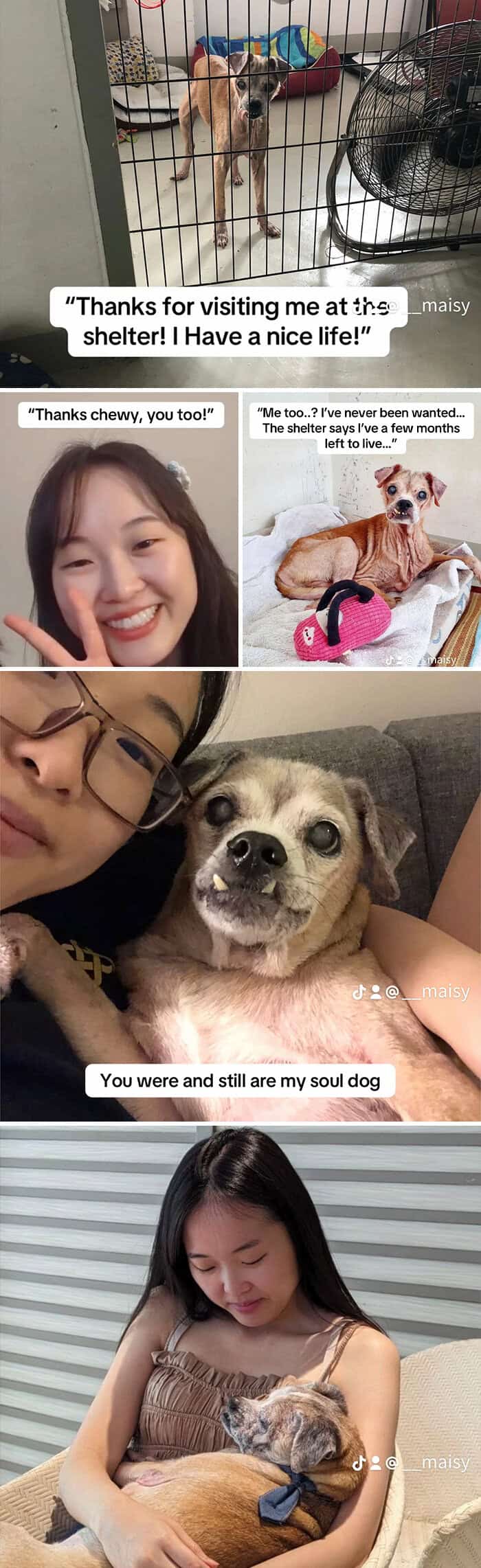 Senior rescue dog with special needs goes from lonely kennel to cherished ‘soul dog