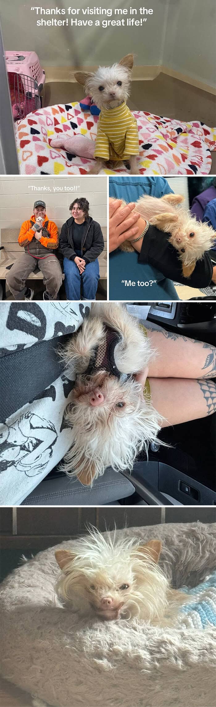 Scruffy shelter puppy rescued, cuddled, and finally cozy at home, smiling in bed