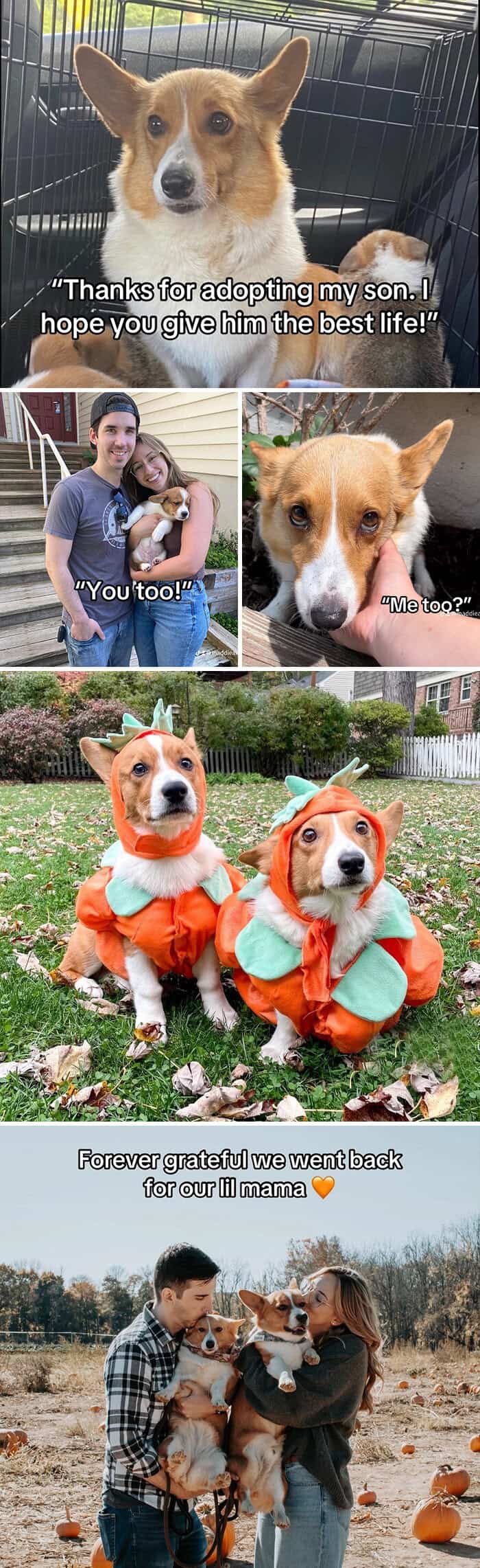 Corgi pup is adopted, then reunited with mom; later posing together in matching costumes