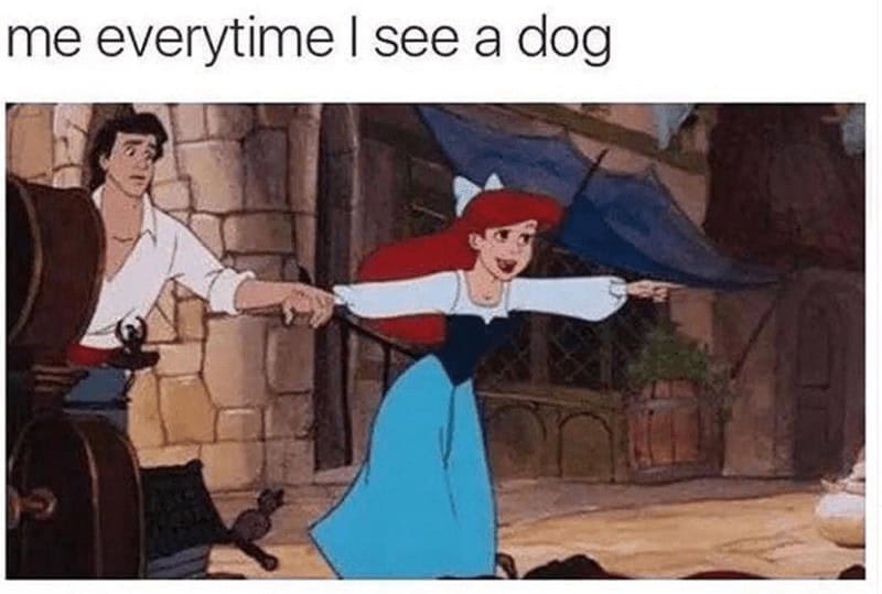 A Disney relationship meme of Ariel getting excited and pointing at a dog.