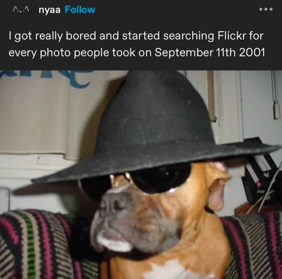 A screenshot of a Tumblr post about a user who was searching on Flickr for historical photos from September 11th, 2001, and found a very cool picture of a dog instead.
