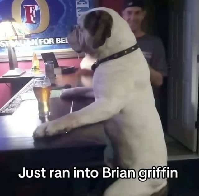 A funny and surreal photo of a large dog who is sitting patiently at a bar with a full pint of beer, and who looks like a real-life Brian Griffin from Family Guy.